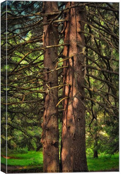 brothers in the forest Canvas Print by Paul Boazu