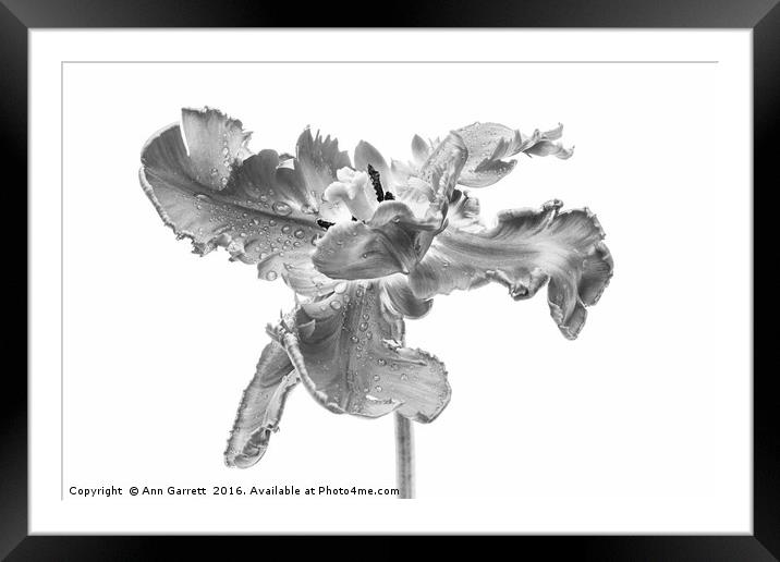 Tulip Tears Framed Mounted Print by Ann Garrett