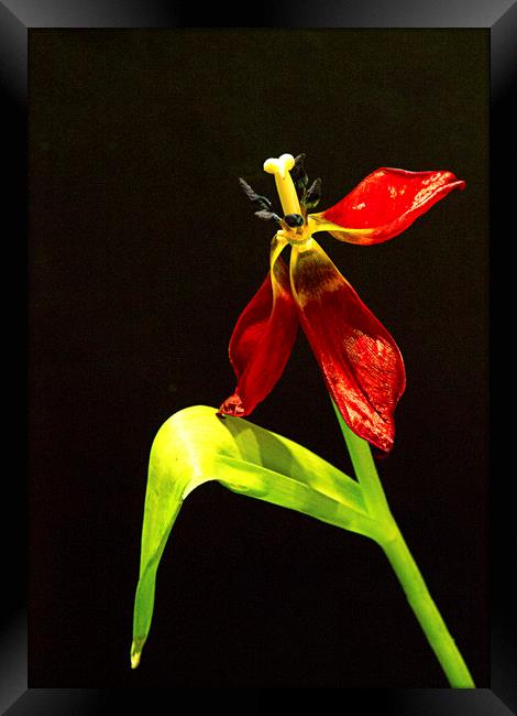 Dying Tulip Framed Print by Peter Elliott 