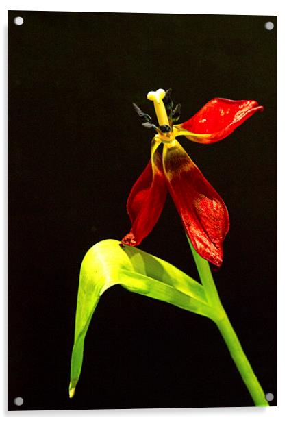 Dying Tulip Acrylic by Peter Elliott 