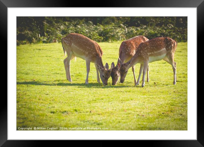 Trio of Fallow Deer Framed Mounted Print by Milton Cogheil