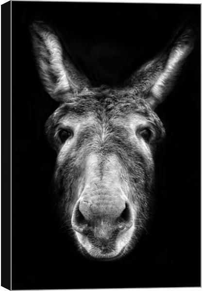 Donkey Canvas Print by Jason Feather