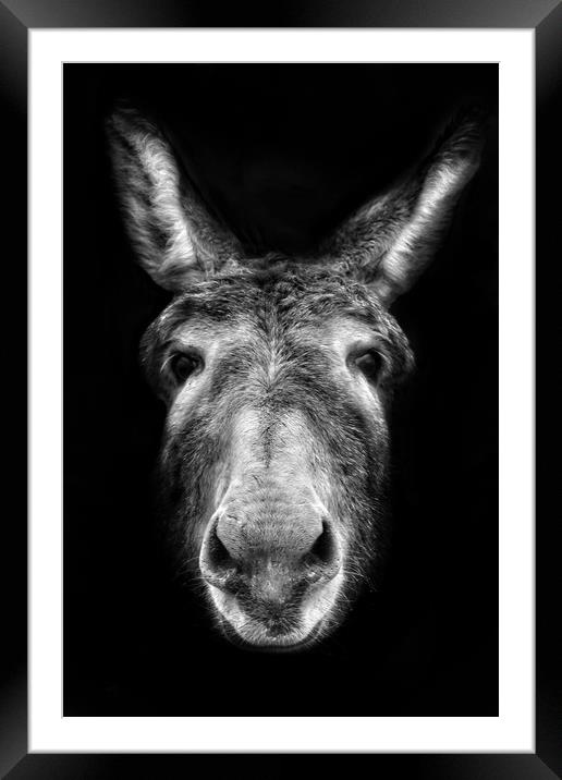 Donkey Framed Mounted Print by Jason Feather