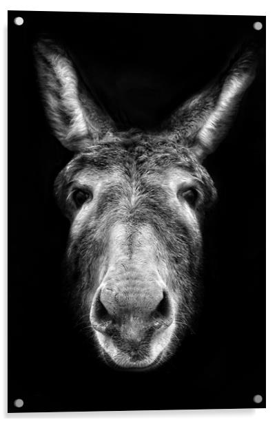Donkey Acrylic by Jason Feather