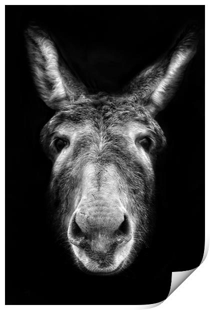 Donkey Print by Jason Feather