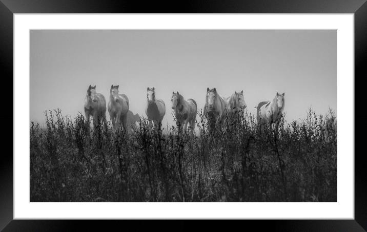 Horses in the early morning mist Framed Mounted Print by Jason Feather