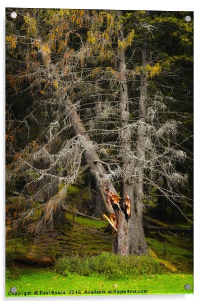thunderbolt broken fir Acrylic by Paul Boazu
