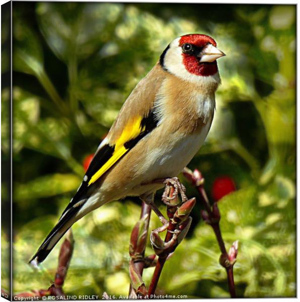 "GORGEOUS GOLDIE" Canvas Print by ROS RIDLEY