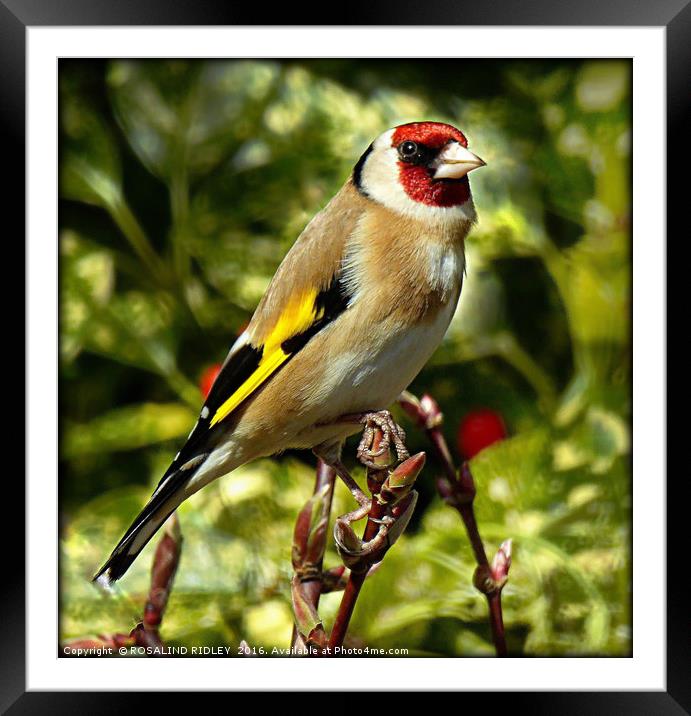 "GORGEOUS GOLDIE" Framed Mounted Print by ROS RIDLEY