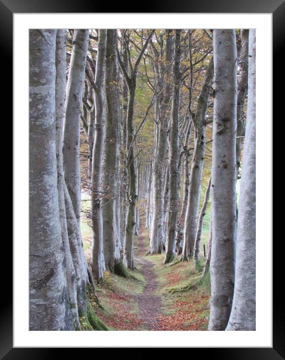 Silver Beech Avenue                                Framed Mounted Print by alan todd