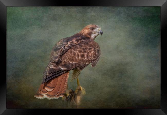 Red-Tailed Hawk Framed Print by JOHN RONSON