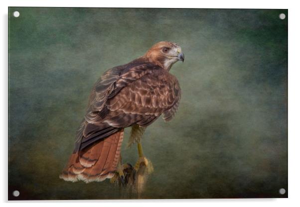 Red-Tailed Hawk Acrylic by JOHN RONSON