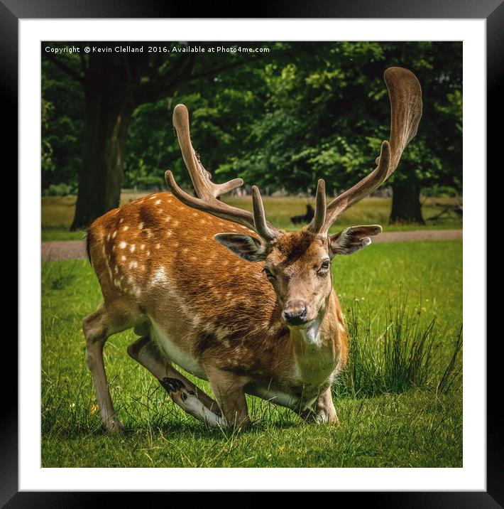 Roe Deer Framed Mounted Print by Kevin Clelland
