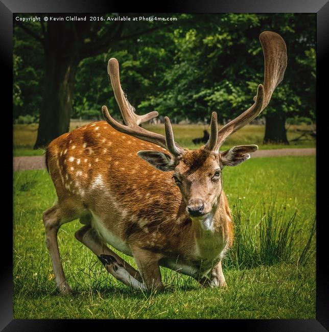Roe Deer Framed Print by Kevin Clelland