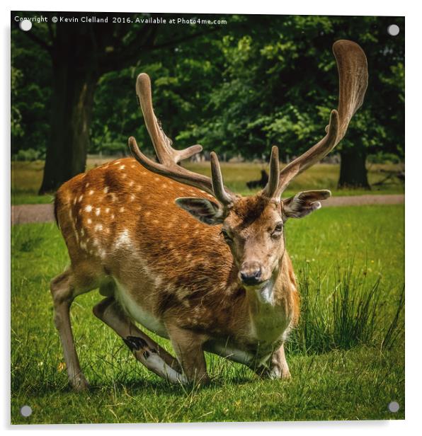 Roe Deer Acrylic by Kevin Clelland