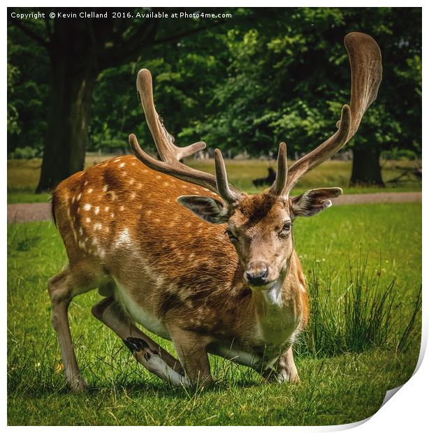 Roe Deer Print by Kevin Clelland