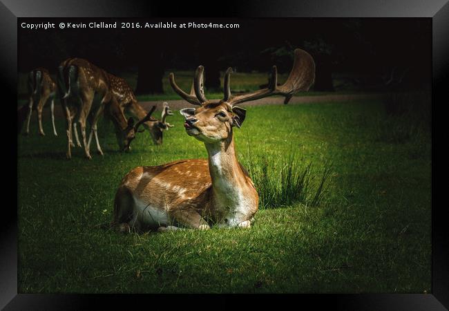 Roe Deer Framed Print by Kevin Clelland