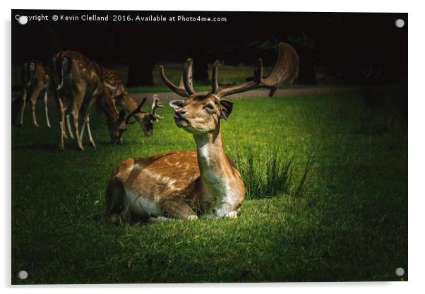 Roe Deer Acrylic by Kevin Clelland
