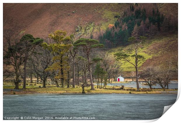 Buttermere Pines Cottage Print by Colin Morgan