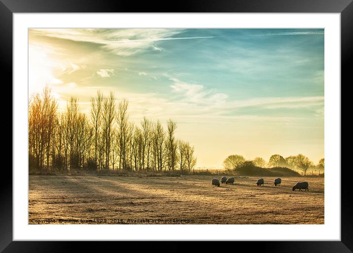 Sheep in a rural sunrise landscape Framed Mounted Print by Simon Bratt LRPS