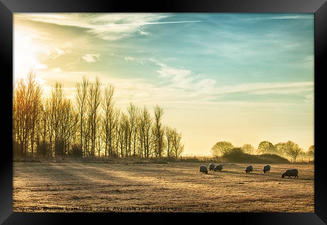 Sheep in a rural sunrise landscape Framed Print by Simon Bratt LRPS