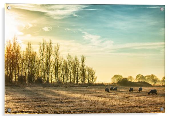 Sheep in a rural sunrise landscape Acrylic by Simon Bratt LRPS