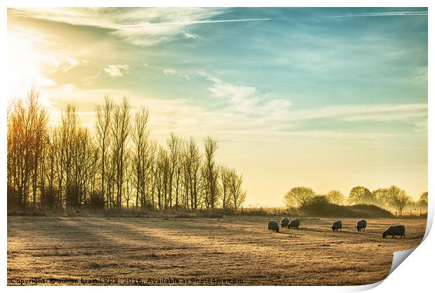 Sheep in a rural sunrise landscape Print by Simon Bratt LRPS