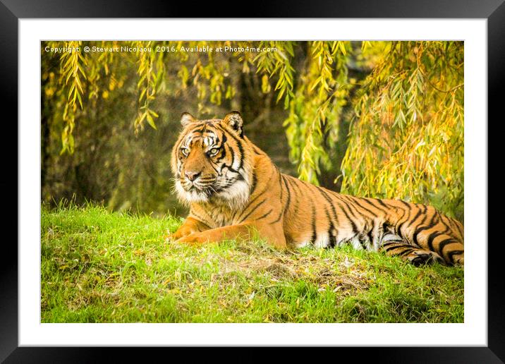 Sumatran Tiger Framed Mounted Print by Stewart Nicolaou