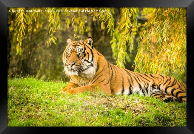 Sumatran Tiger Framed Print by Stewart Nicolaou