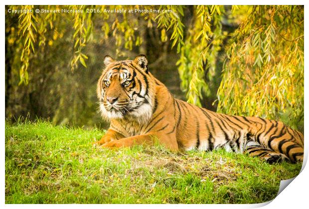 Sumatran Tiger Print by Stewart Nicolaou