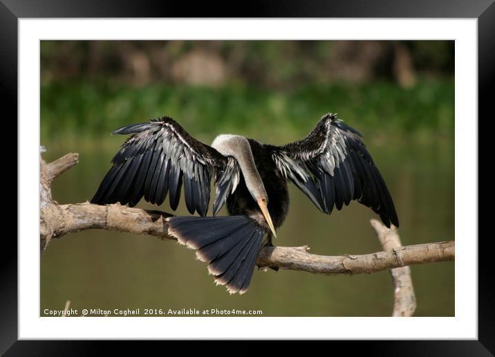 Grooming Snakebird Framed Mounted Print by Milton Cogheil