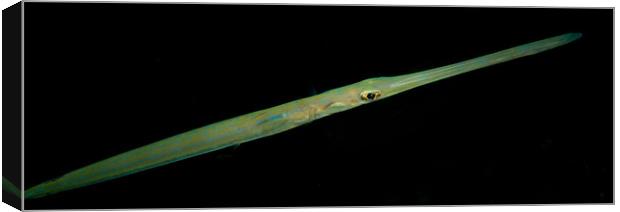 Cornet Fish at Night Canvas Print by Dave Collins