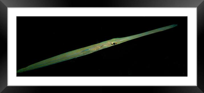 Cornet Fish at Night Framed Mounted Print by Dave Collins