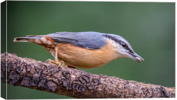 Nuthatch Canvas Print by Dave Collins