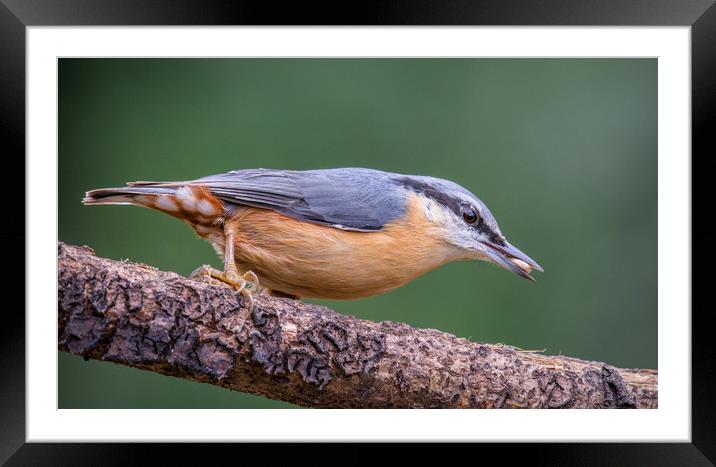 Nuthatch Framed Mounted Print by Dave Collins