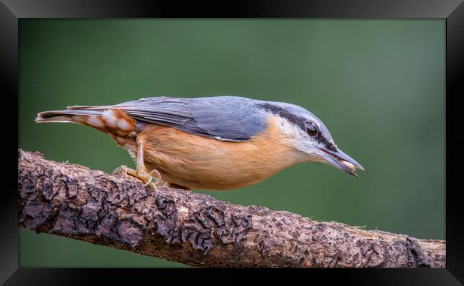 Nuthatch Framed Print by Dave Collins