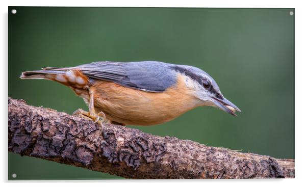 Nuthatch Acrylic by Dave Collins