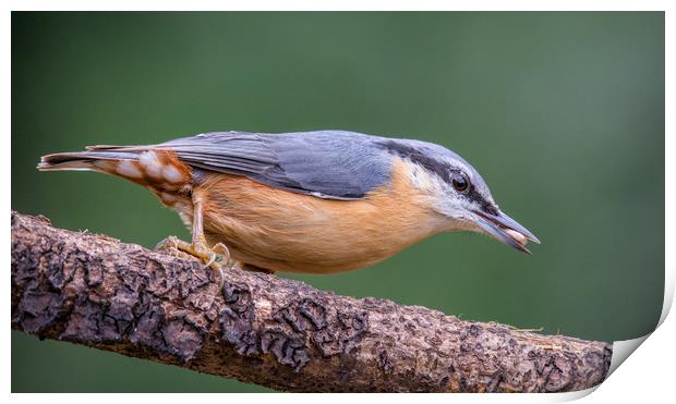 Nuthatch Print by Dave Collins