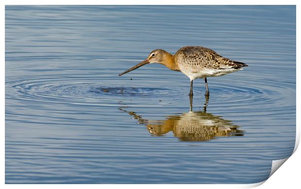 Black Tailed Godwit Print by Dave Collins