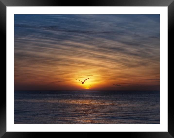 Seagull Sunset Framed Mounted Print by Victor Burnside