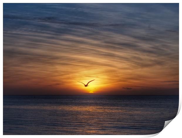 Seagull Sunset Print by Victor Burnside