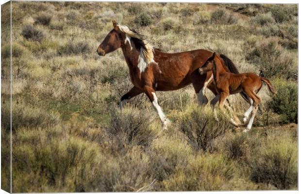 Wild Mare and Foal Running Canvas Print by Belinda Greb