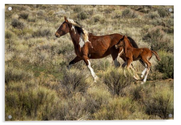 Wild Mare and Foal Running Acrylic by Belinda Greb