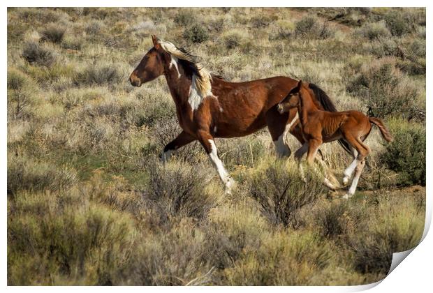 Wild Mare and Foal Running Print by Belinda Greb