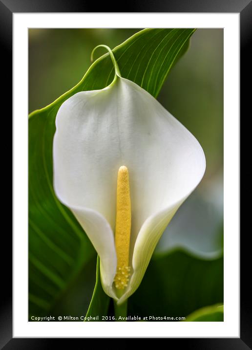 White Lily Framed Mounted Print by Milton Cogheil
