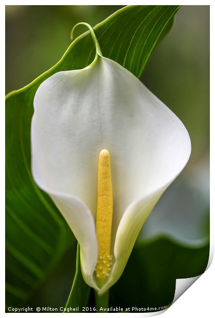 White Lily Print by Milton Cogheil