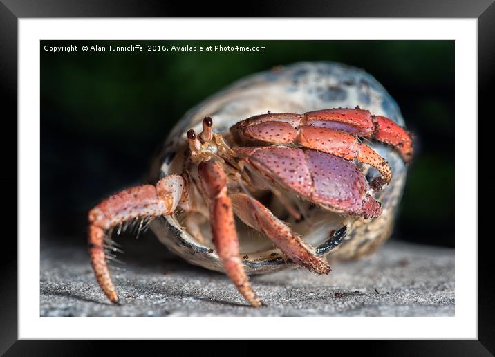 Hermit crab Framed Mounted Print by Alan Tunnicliffe