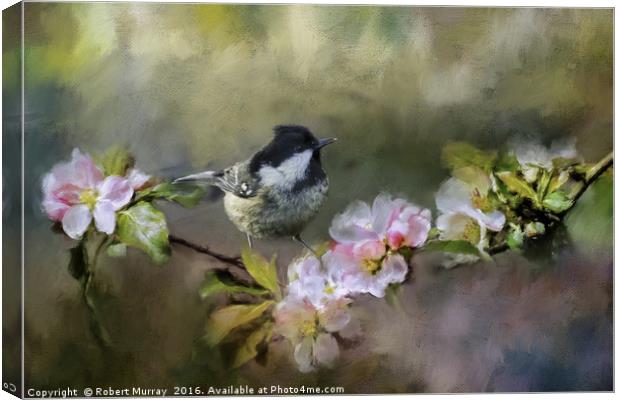 Coal Tit on Apple Blossom Canvas Print by Robert Murray