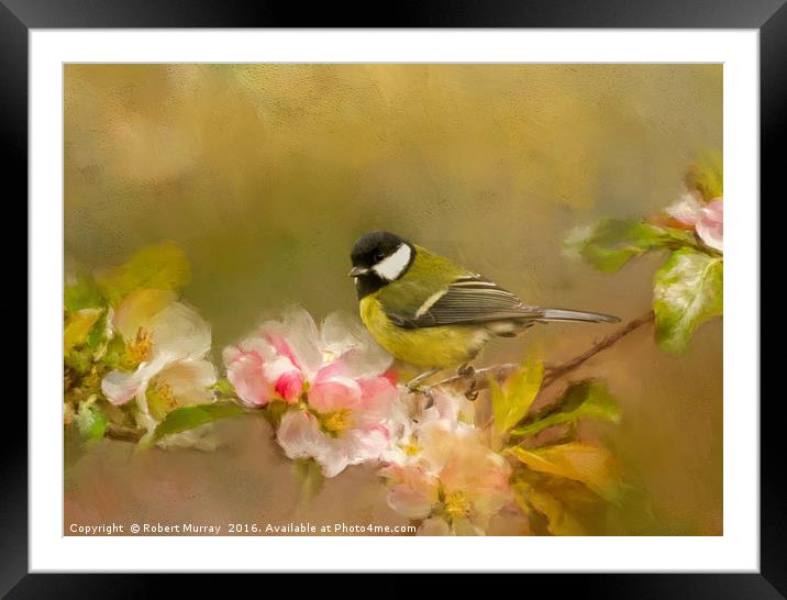 Great Tit Framed Mounted Print by Robert Murray