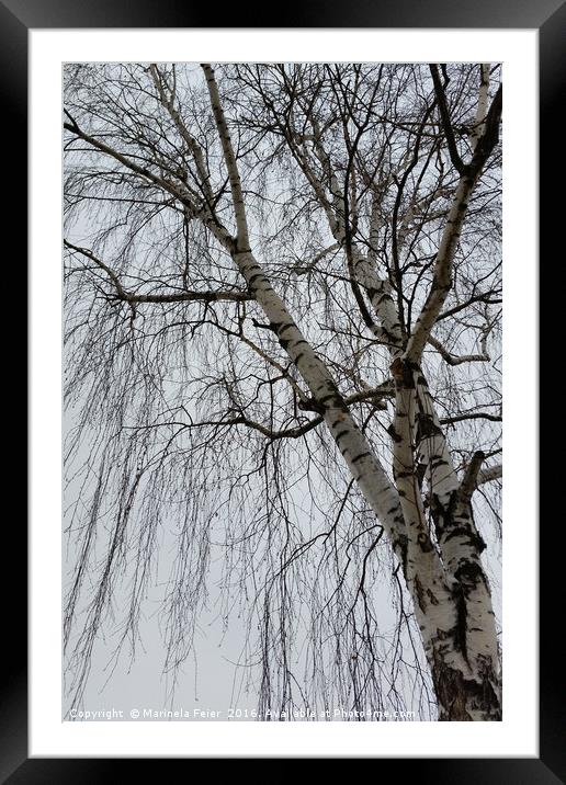 One birch on a gray day Framed Mounted Print by Marinela Feier